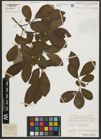 Foto von Salix appendiculata Vill.